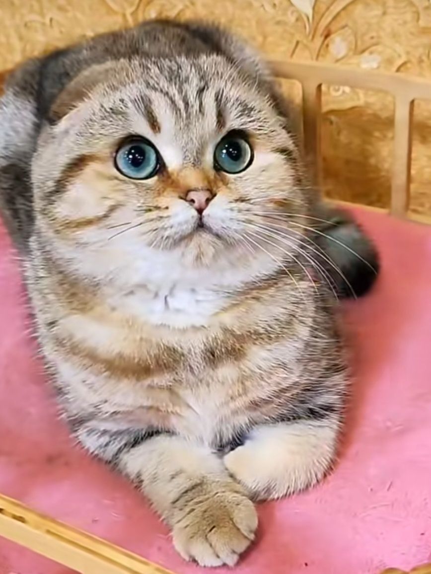В'язка мармуровий шотландський котик золота шиншилла.