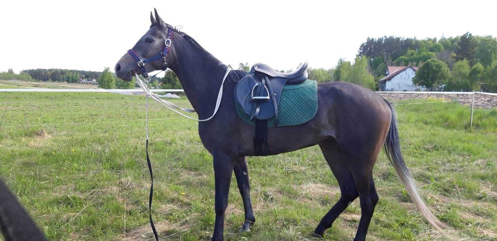 Sorzedam klacz czystej krwi arabskiej