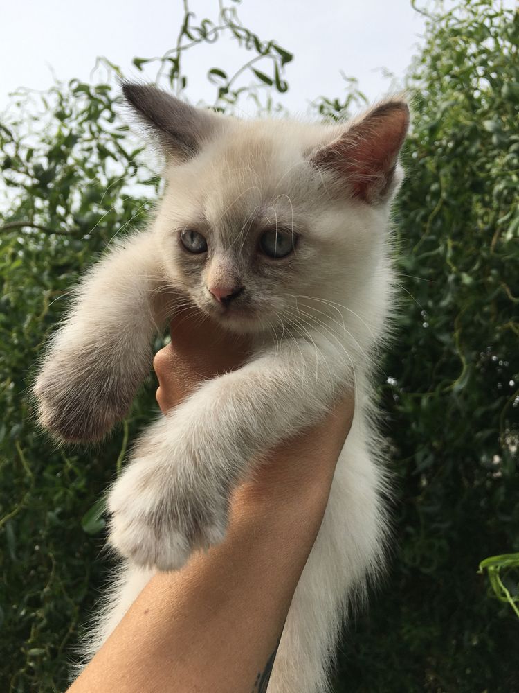 Отдам котят бесплатно