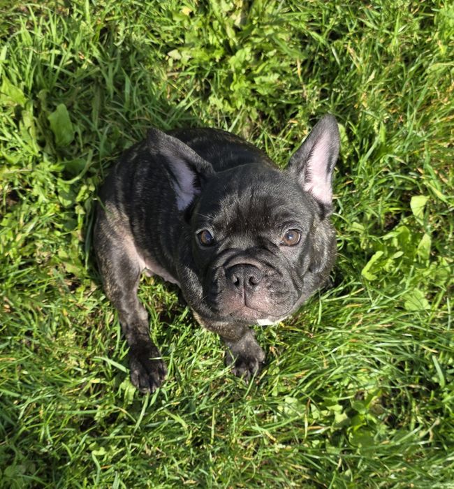 Buldog Francuski *Szczenięta