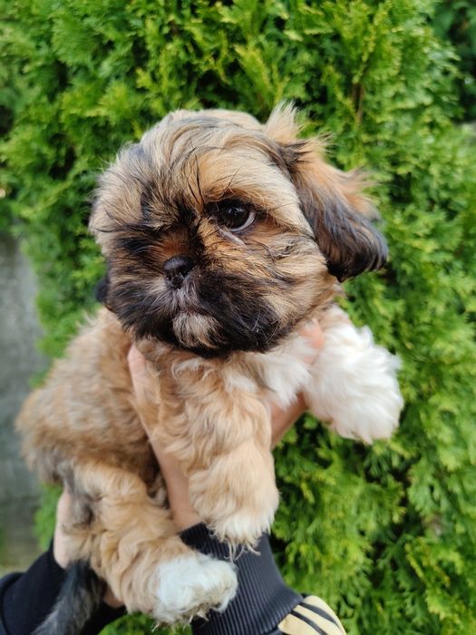 Piękna suczka Shih Tzu z rodowodem