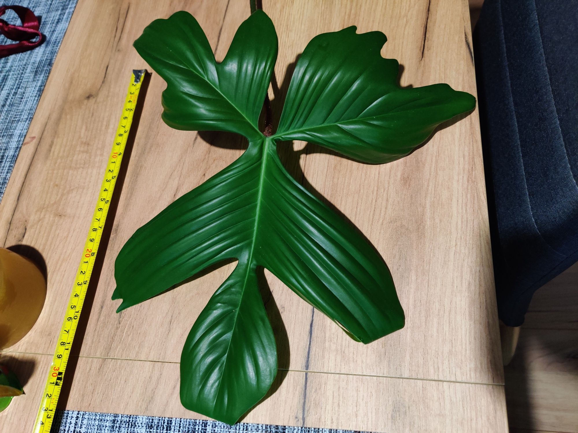 Philodendron florida green do kolekcji