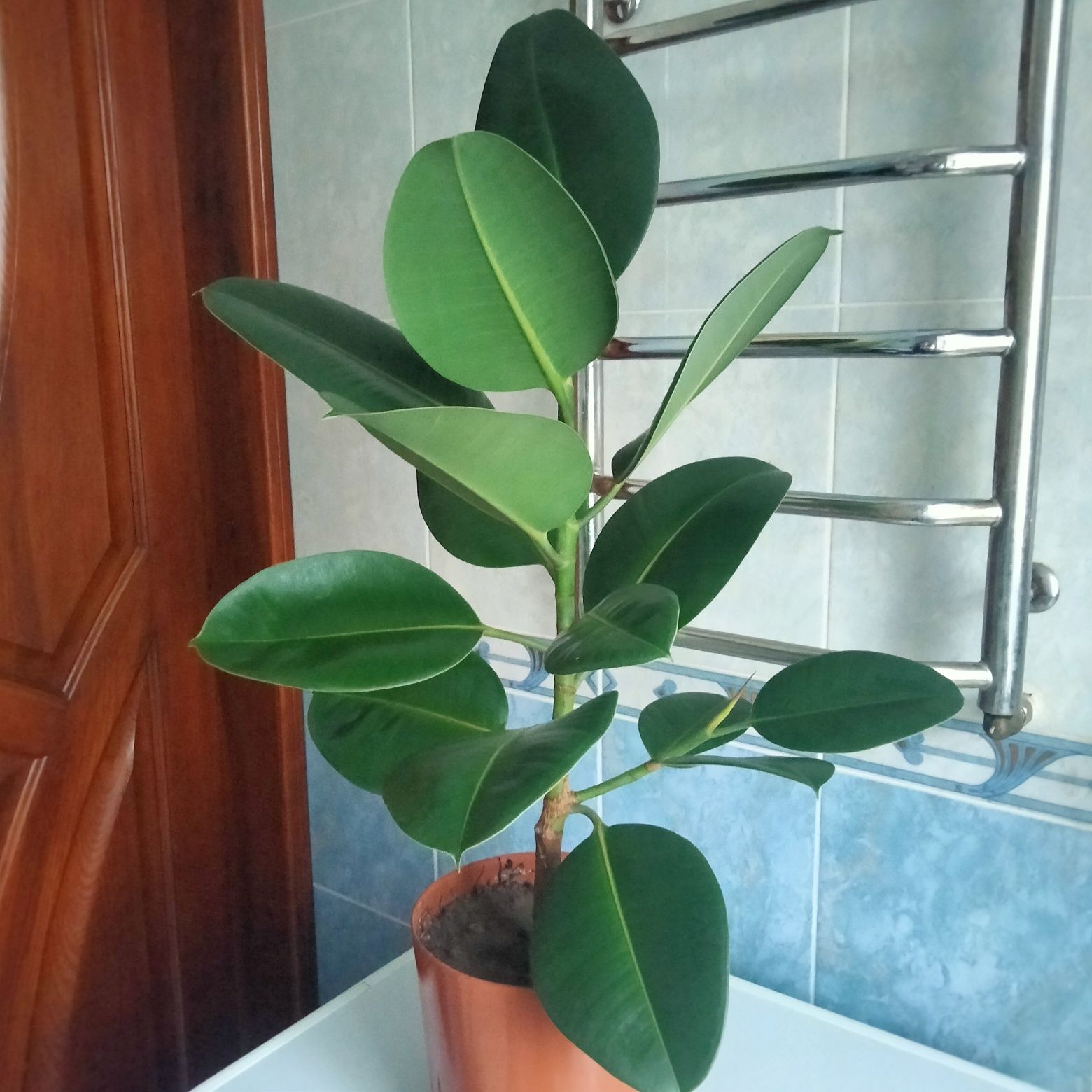 Продам фікус (висота з горщиком -85см)