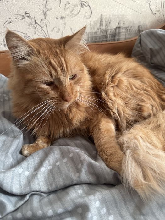 Віддам кота Степана