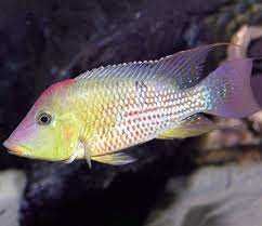 Ziemiojad czerwonogłowy (Geophagus steindachneri)