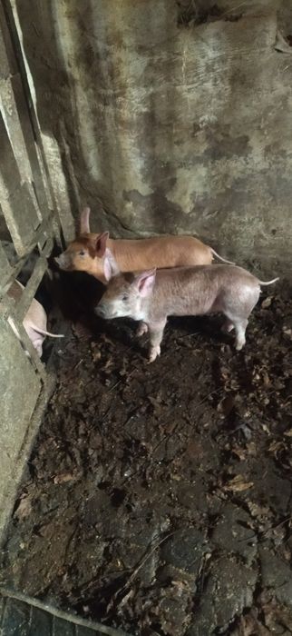 Продам поросята Петрен