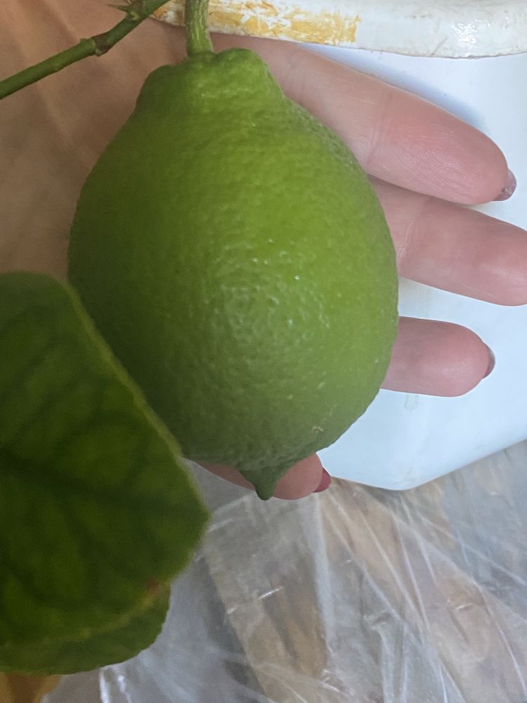 Дерево лимона с лимонами