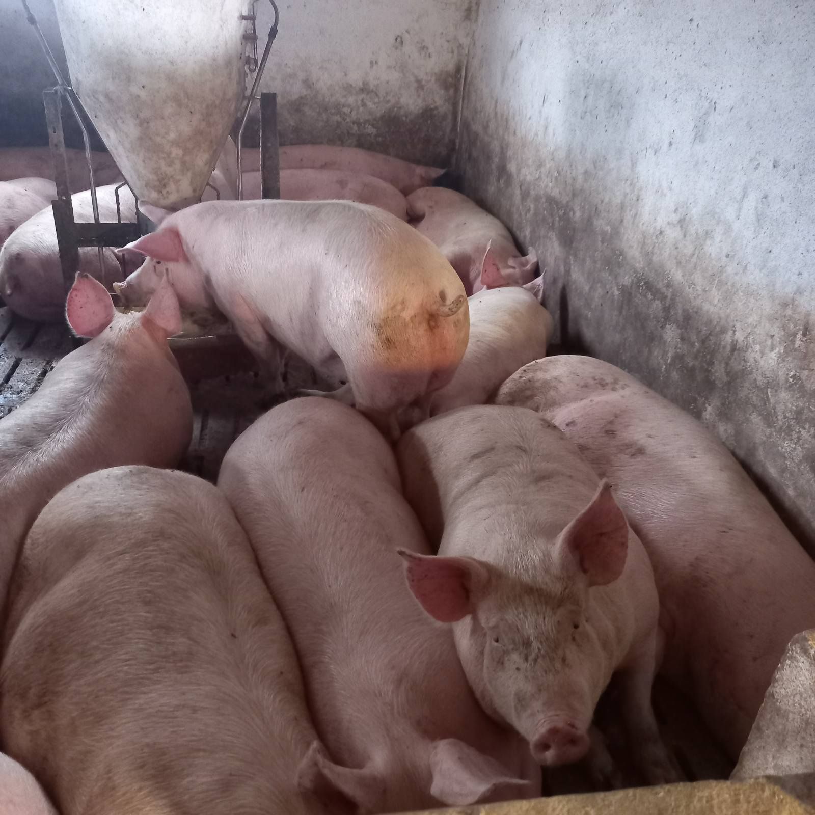 Продам свині без добавок