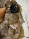 Chow chow FCI Ruda suka