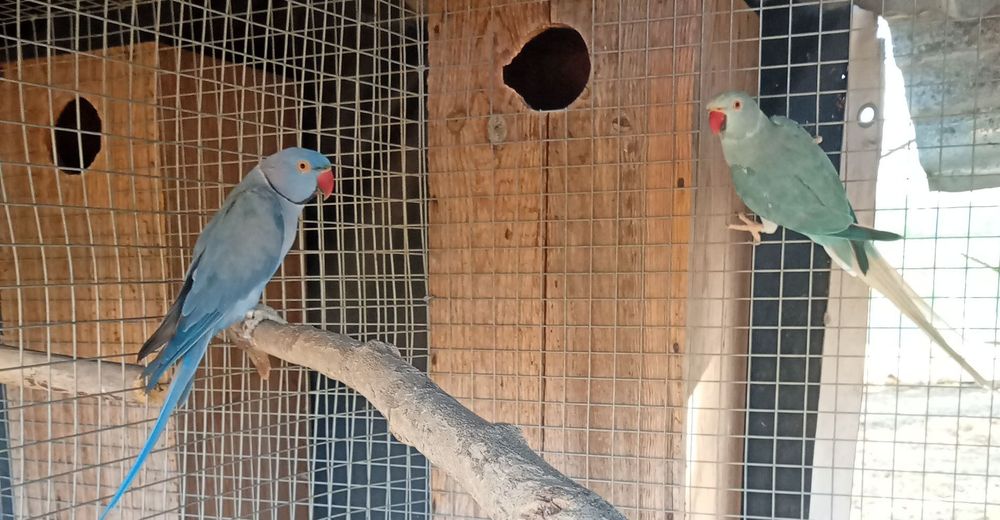 Ring Necks Casais