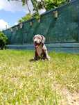 Psiak American Staffordshire Terrier