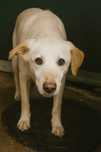 JASMINE (Fêmea, 1 Ano, 15Kg) Para Adoção