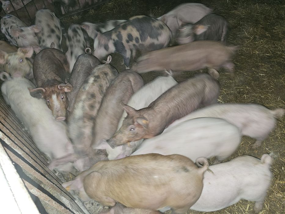 Półtusze wieprzowe od Rolnika z własnego chowu