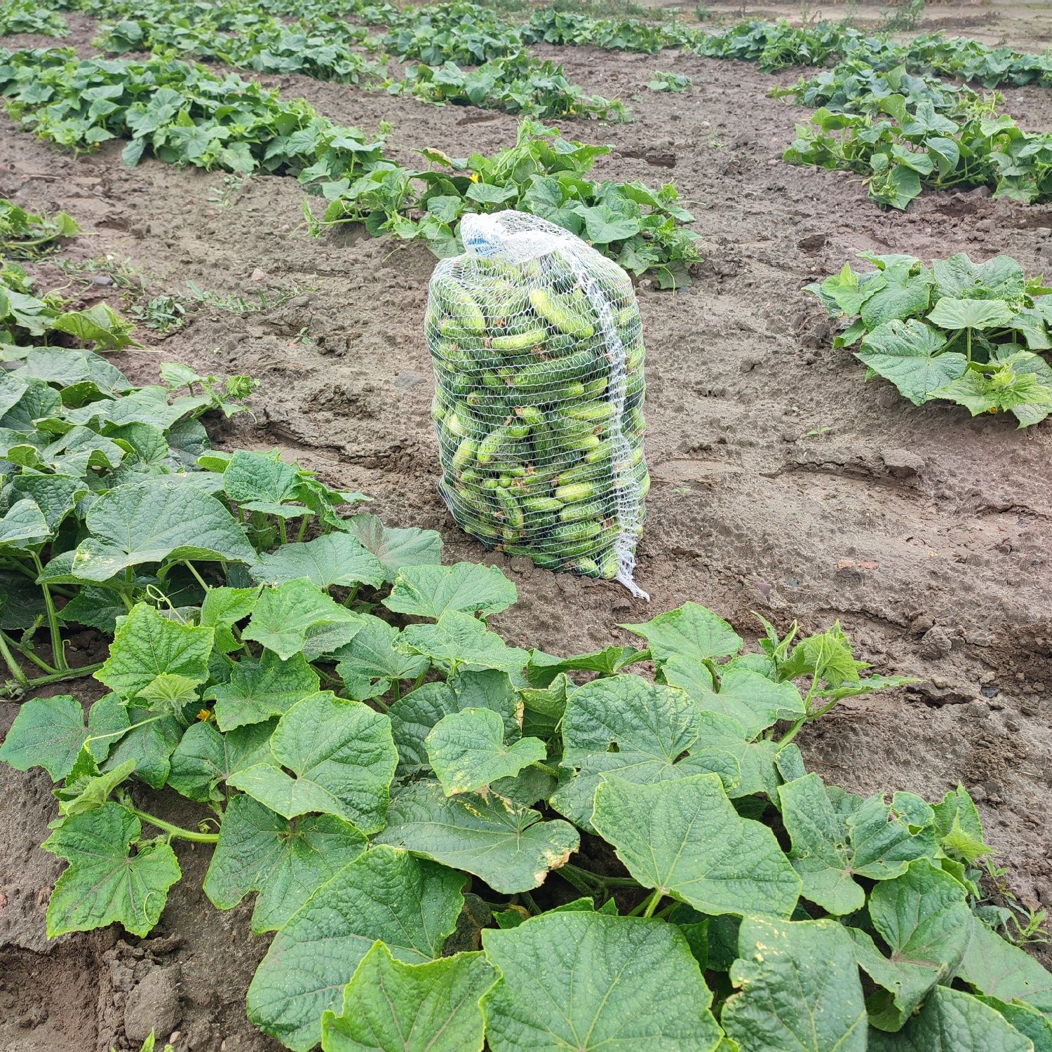 Ogórki gruntowe Śremski z własnej plantacji