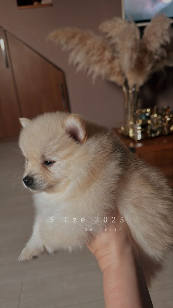 Pomeranian szpic miniaturowy gotowy do odbioru