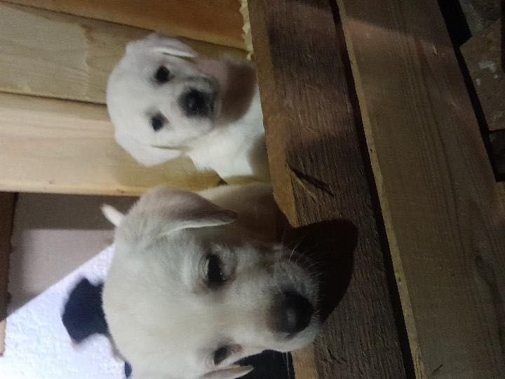 щенята лабрадора