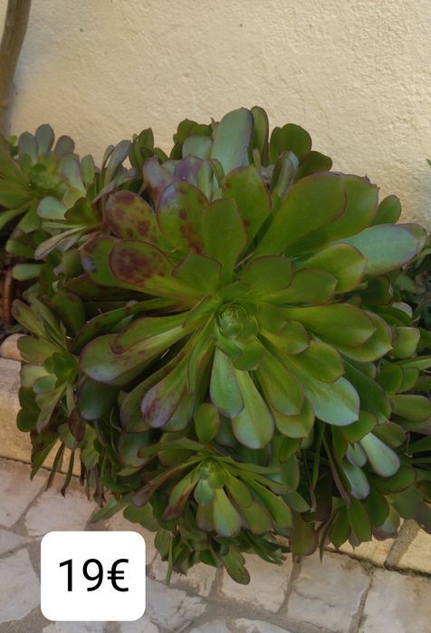 Aeonium  púrpura, interior e exterior