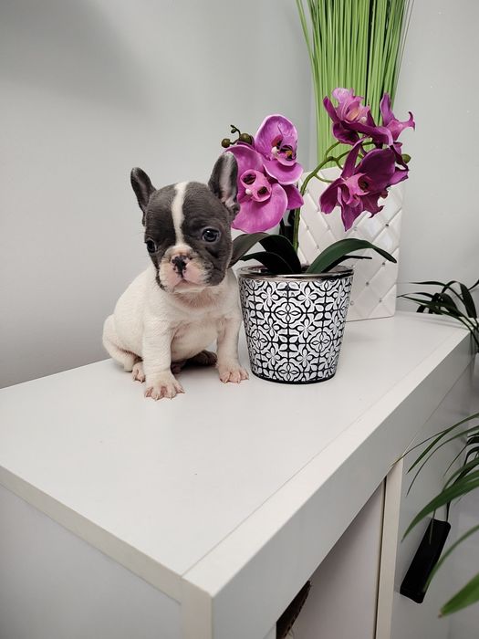Buldog francuski
