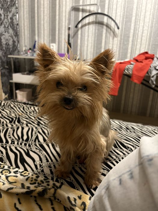 Бесплатно отдам собаку в хорошие руки