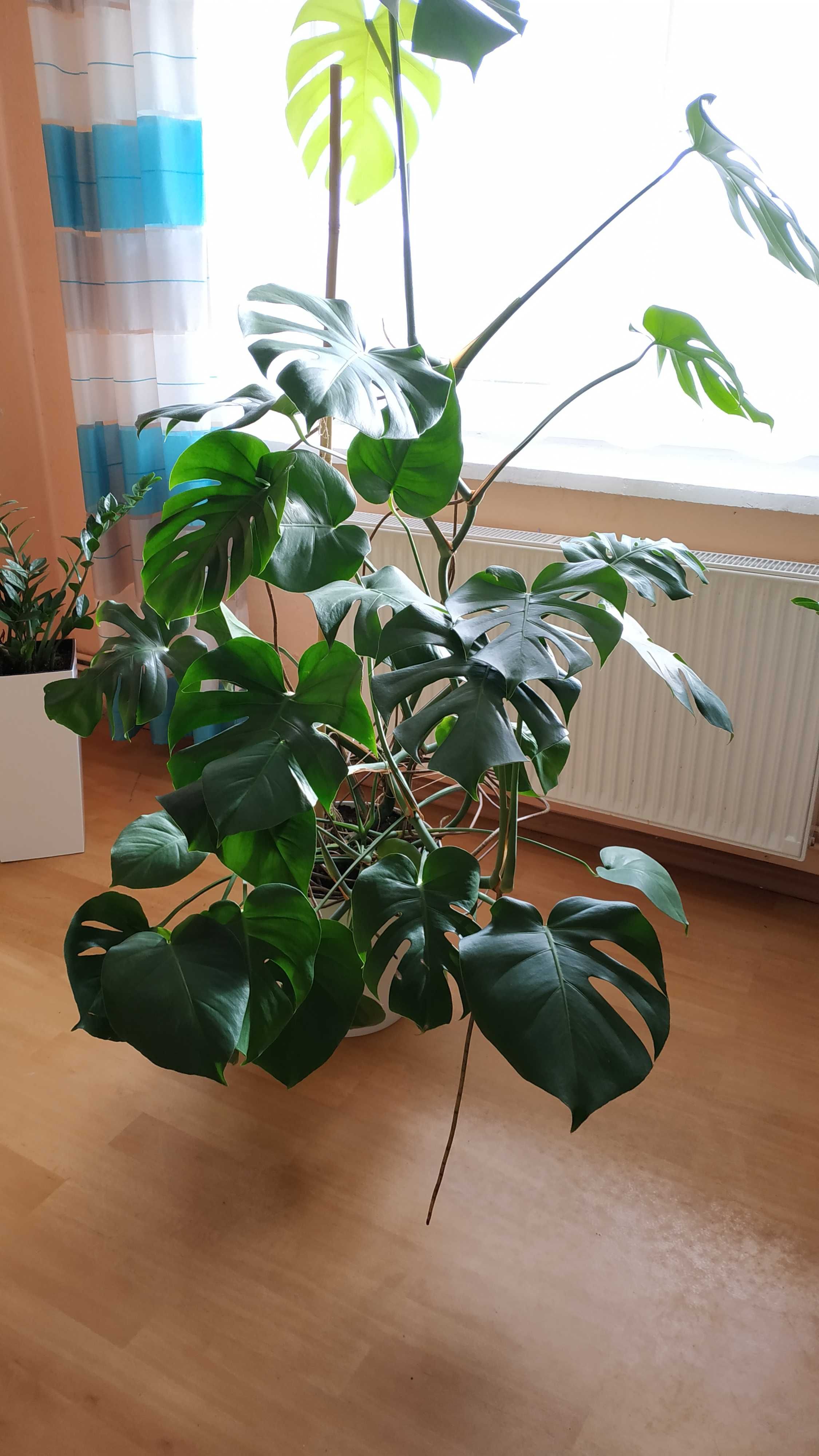 Monstera duża zadbana