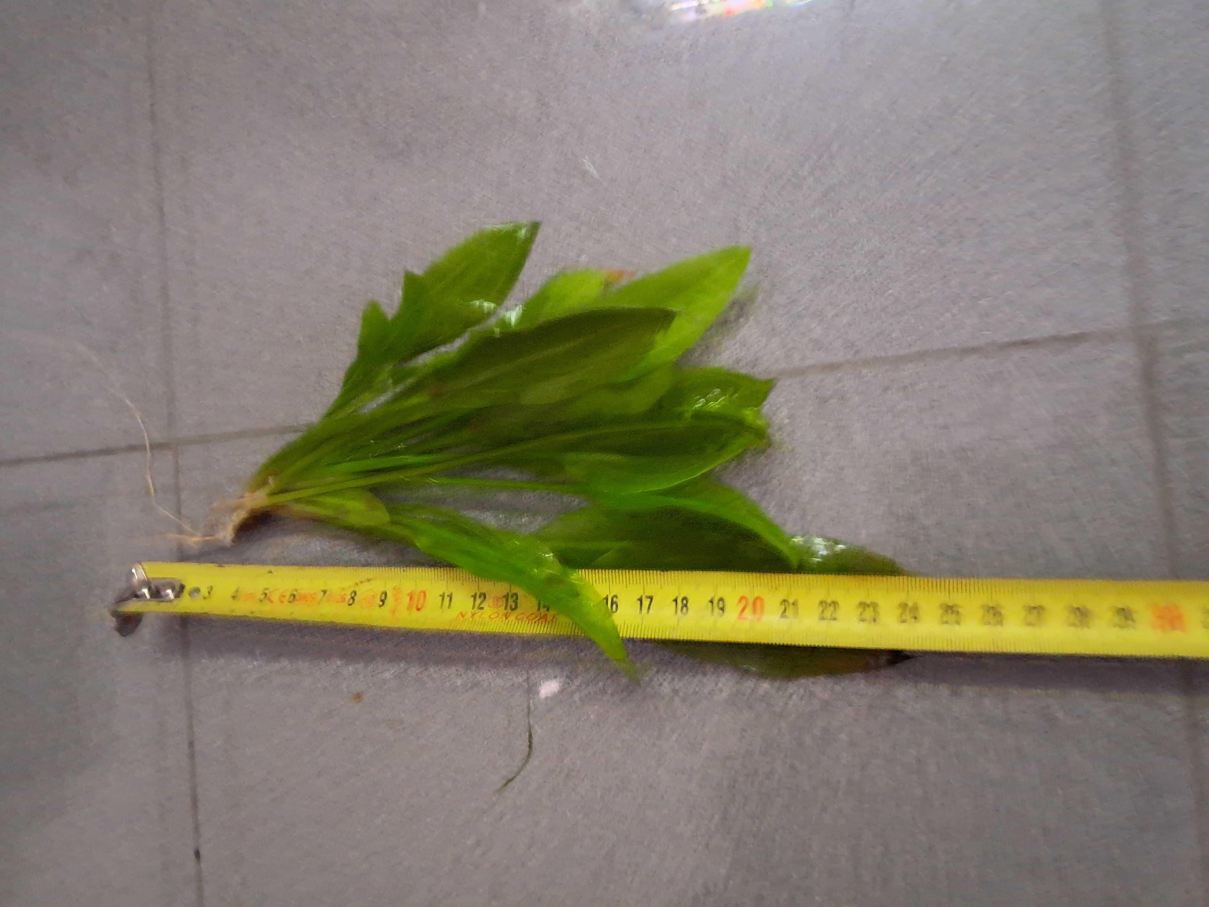 Planta para aquário Echinodorus número 3