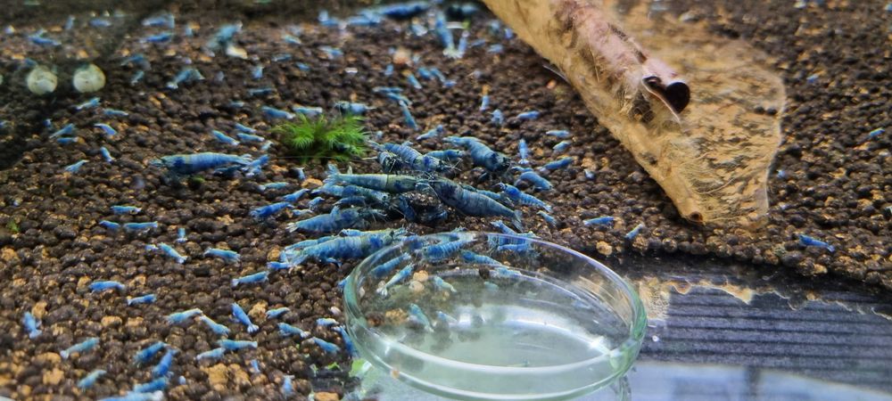 Krewetki Taiwan Deep Blue Bolt