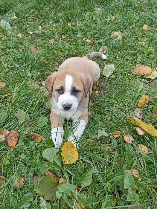 Oddam w dobre ręce, szczeniaki po Bernardynie