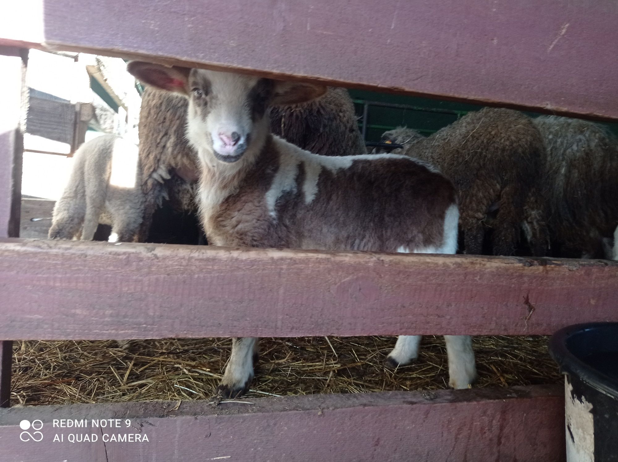 Sprzedam jagnięta mięsne nie górskie .owce barany .texel merynos