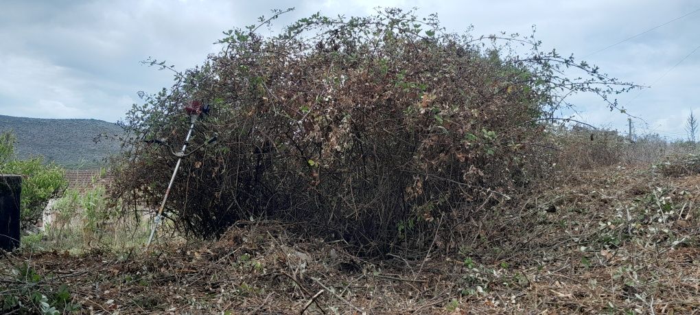 Limpeza deterrenos e floresta