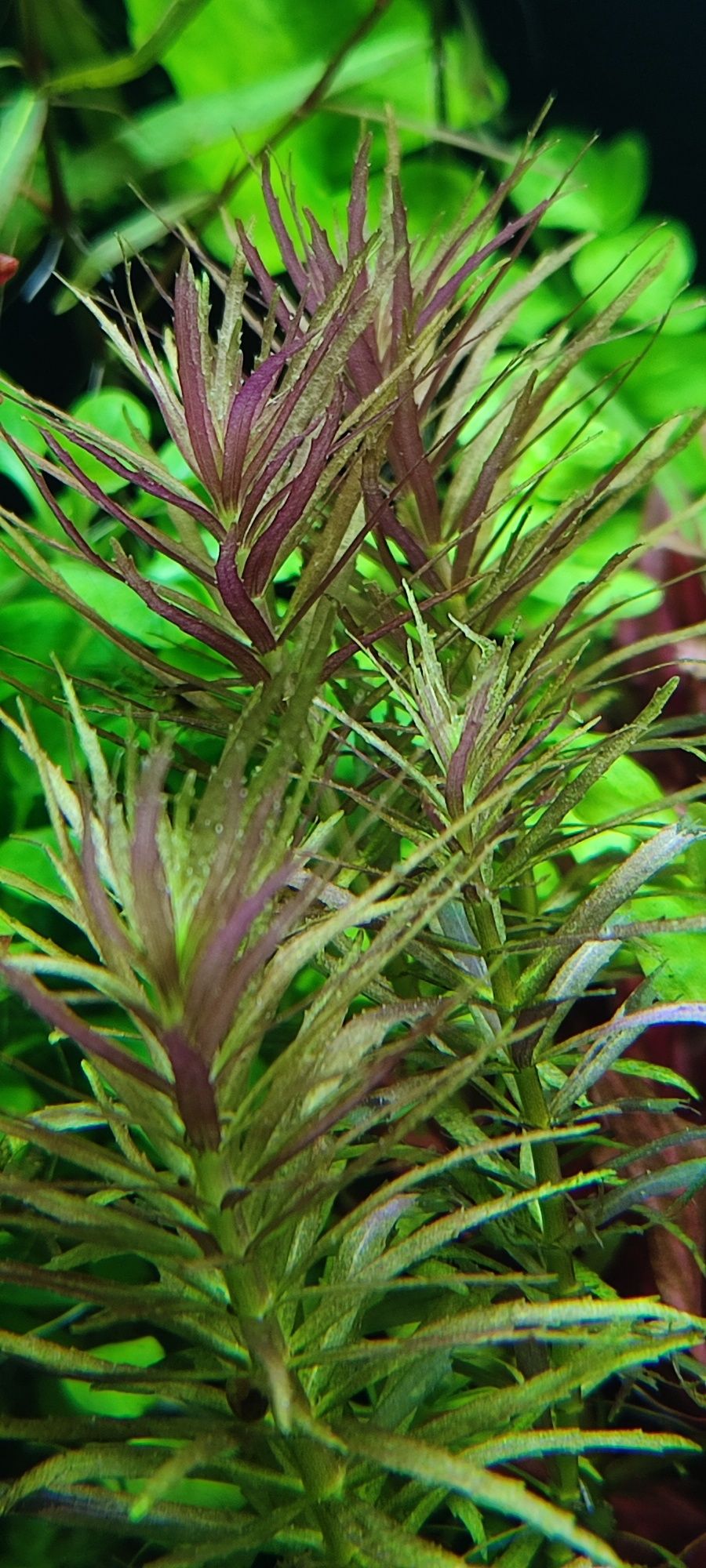 Limnophila aromatica. Roślina do akwarium.