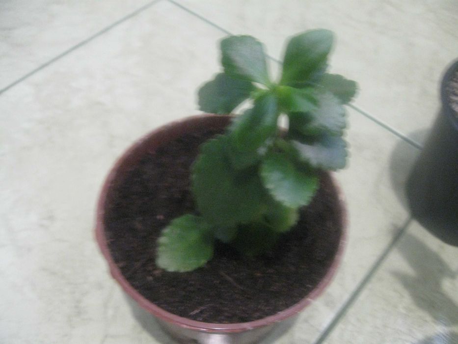 Sprzedam rośliny zielone.