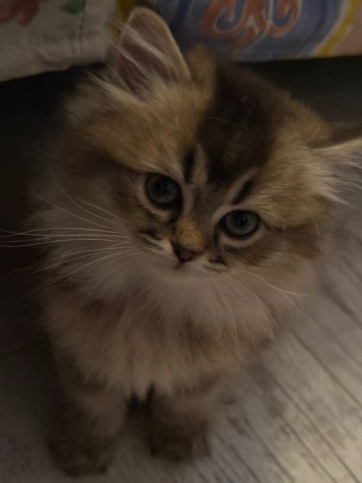 Шотландські Кошенята золотої шиншили