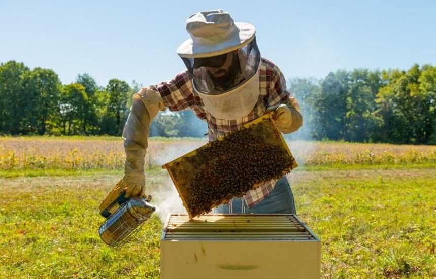 Продам бджоли пакет рій