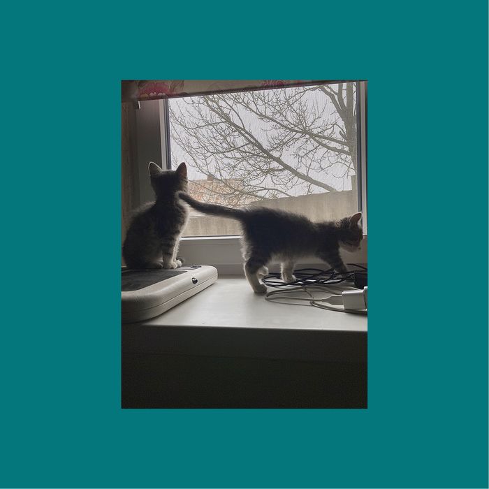 Кошеня шукає родину (дівчинка та хлопчик)