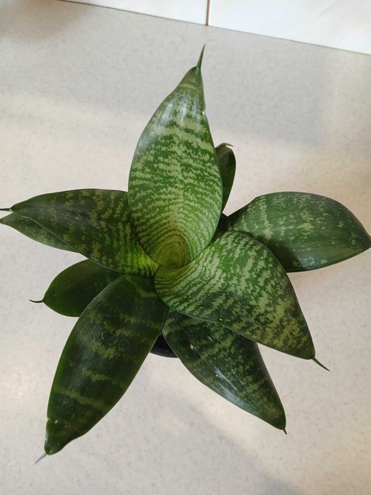 Продам сансевиерию