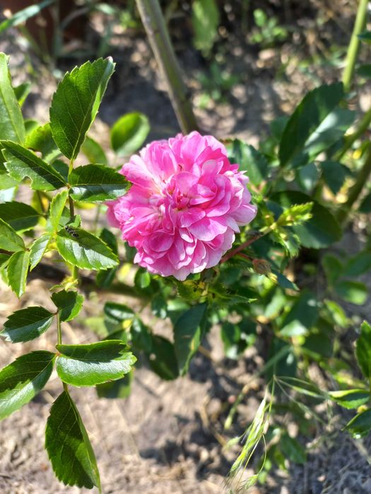 Садженцы Алача желтая Юкка Капсис  Роза плетистая вьщаяся