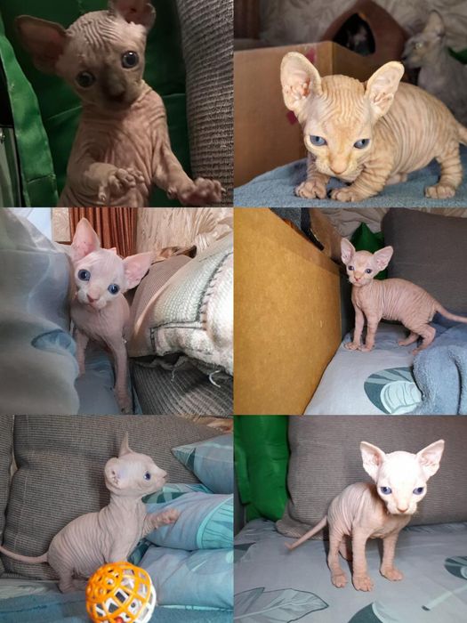 Котики - конадські сфінкси