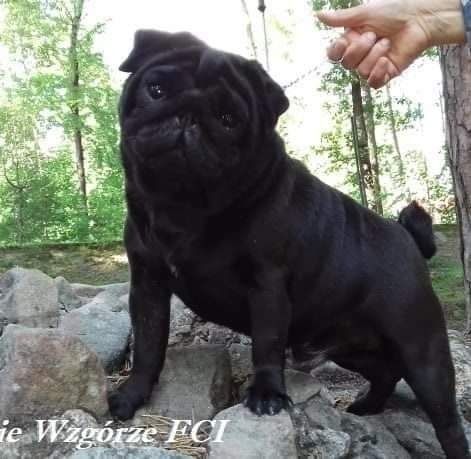Mops suczka ZKwP (FCI)