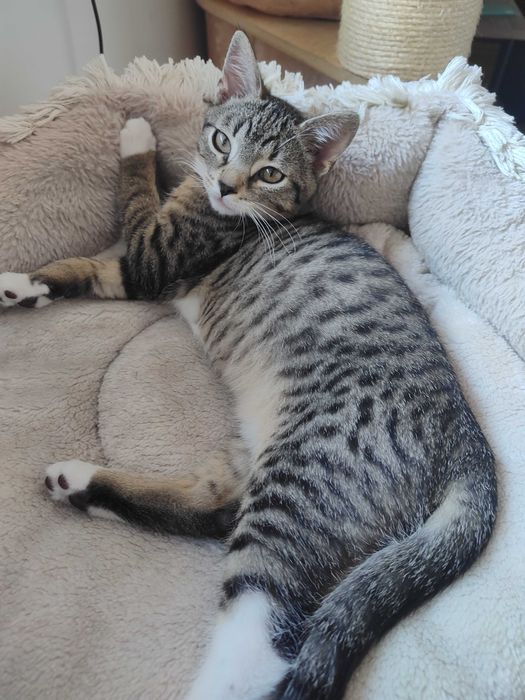 Kajtuś z Fundacji Miasto Kotów