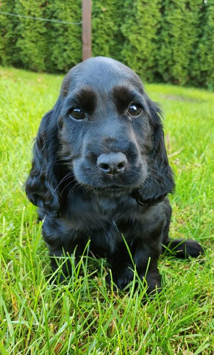 Piesek Cocker spaniel czarny