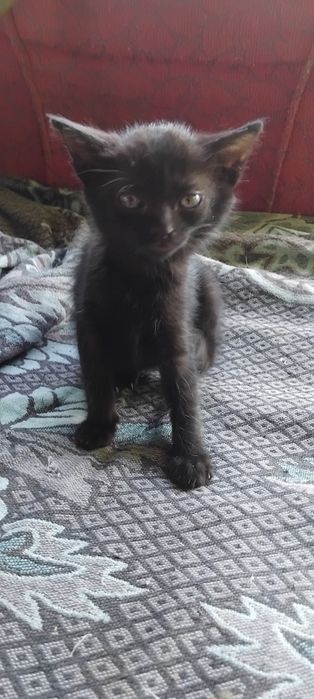 Котенята в добрі руки