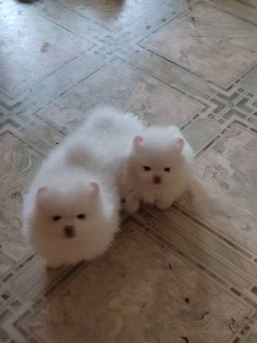 Шпицы Померанчики