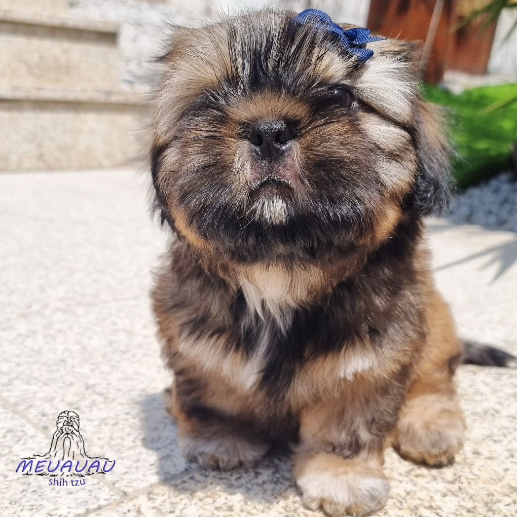 Filhote Macho Shih Tzu