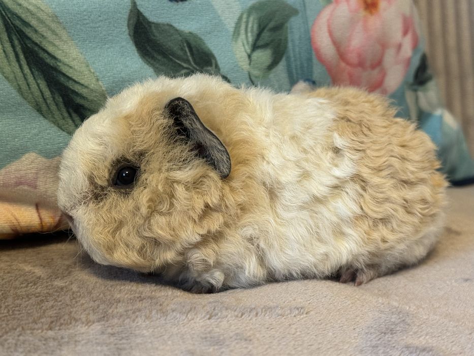 Cudny Samiec Świnka Morska Kawia Domowa Teddy US