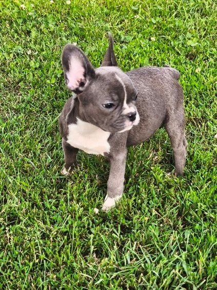 Buldog francuski blue