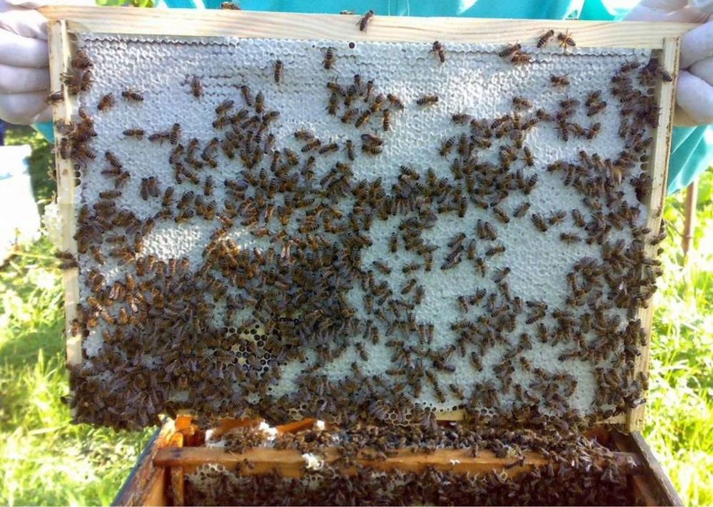 Бджоломатки Карніка Рауш ( Сергій Рауш) розплідник,пчеломатки, бджоли