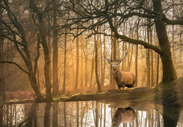 Fototapeta Wieczór Natura Zwierzęta Las 3D Na Twój Rozmiar + KLEJ