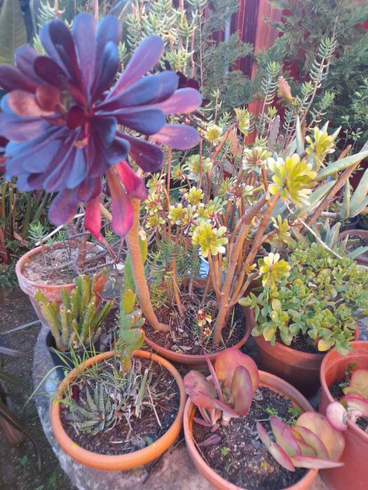 Plantas suculentas e cactos de variadas espécies