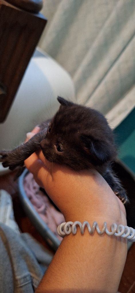 Estou a doar 4 gatinhos pequeninos