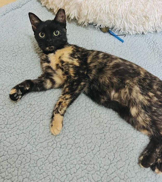 Kotki do adopcji